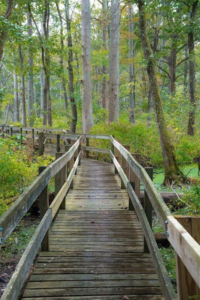 Wooden Boardwalk Trail-Twin Swamps Nature Preserve-Indiana-Midwest-USA